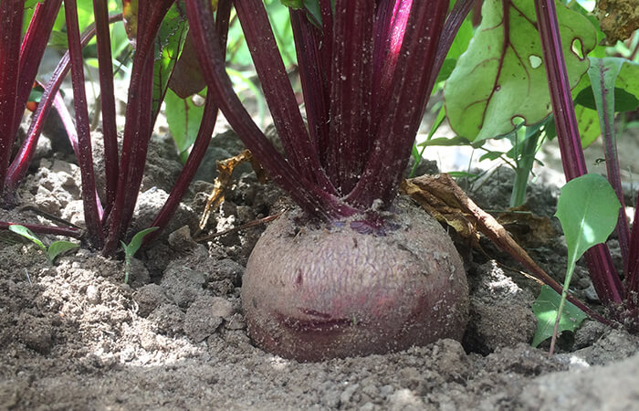 Betterave biologique