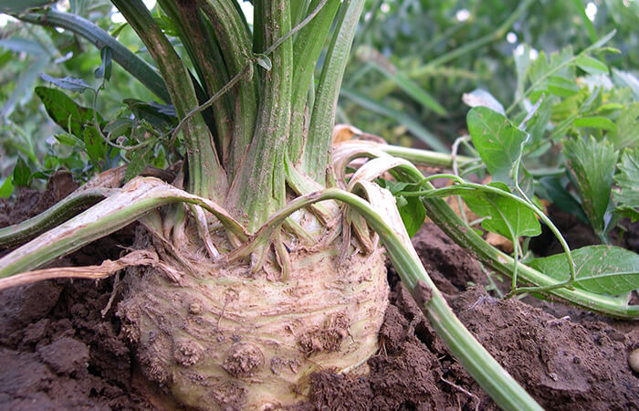 Céleri-rave biologique