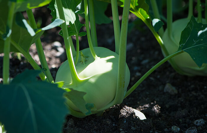 Chou-rave biologique