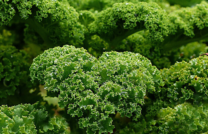 Kale biologique