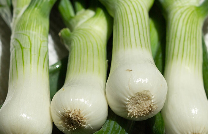 Oignons verts biologiques