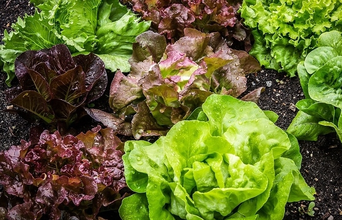 Laitue biologique