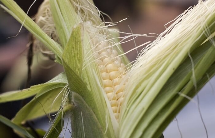 Mais biologique