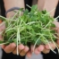 Pousse tournesol biologique