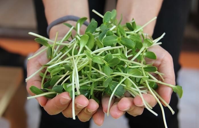 Pousse tournesol biologique